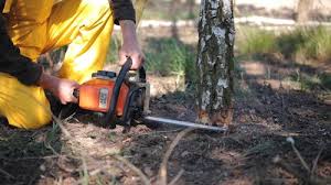 Trusted Sharpsburg, PA Tree Care Experts