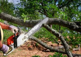 Tree and Shrub Care in Sharpsburg, PA