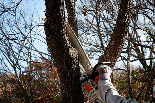 How Our Tree Care Process Works  in  Sharpsburg, PA